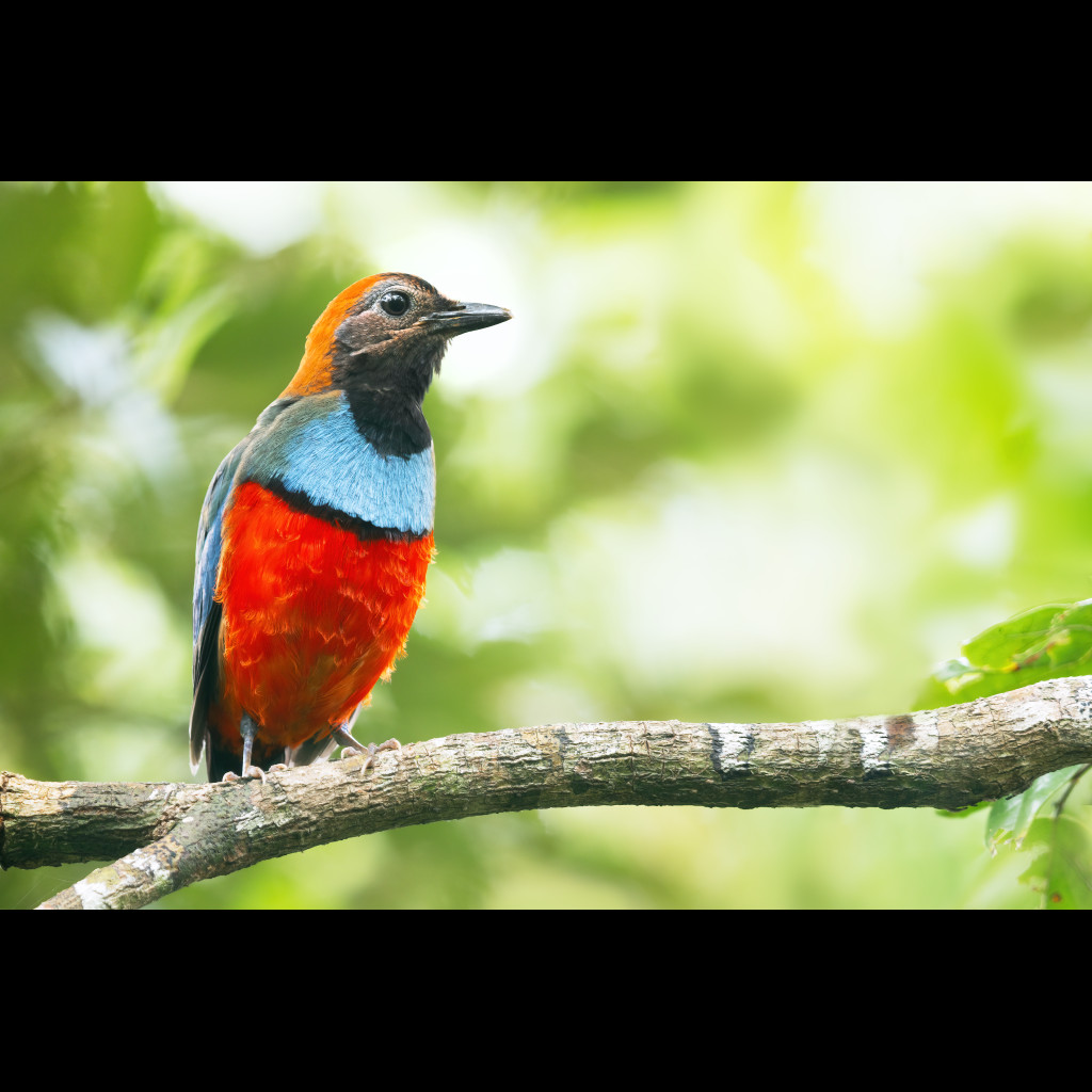 Papuan Pitta