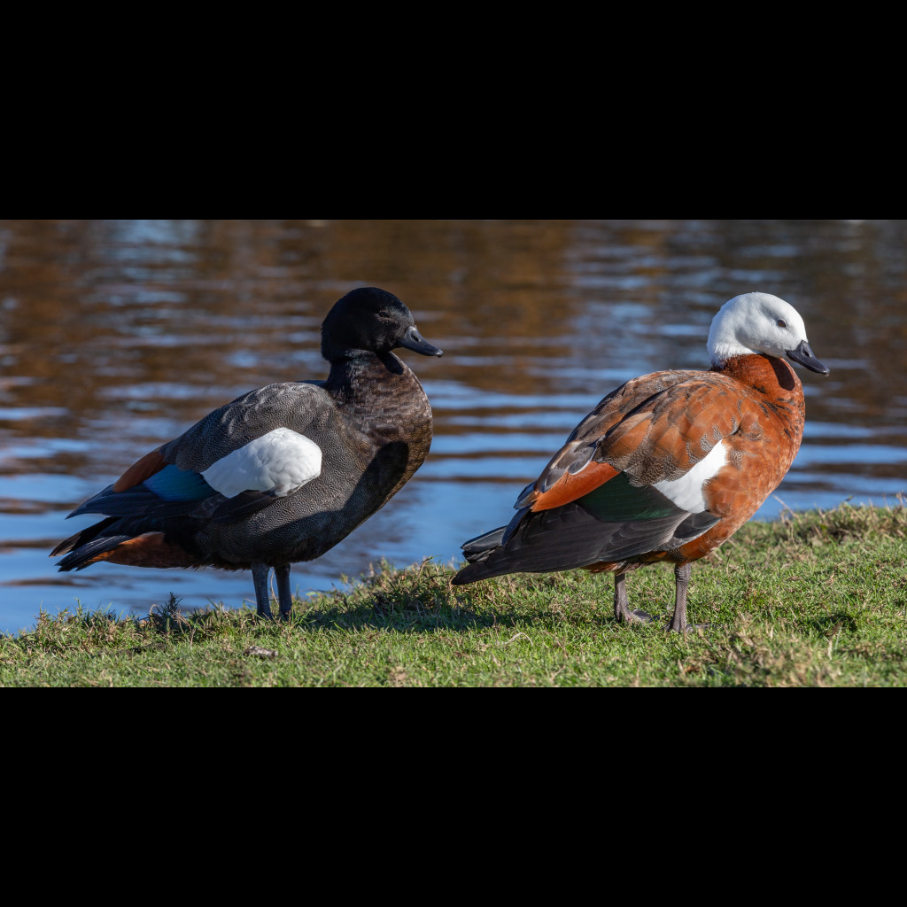 Paradise Shelduck
