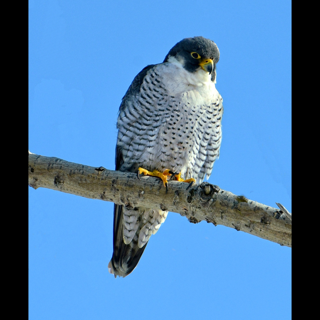 Peregrine Falcon