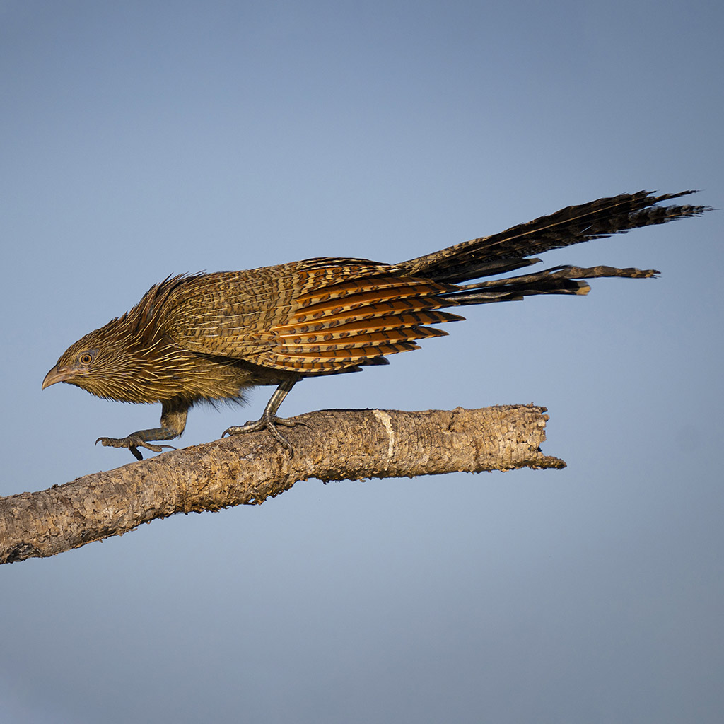 Pheasant coucal