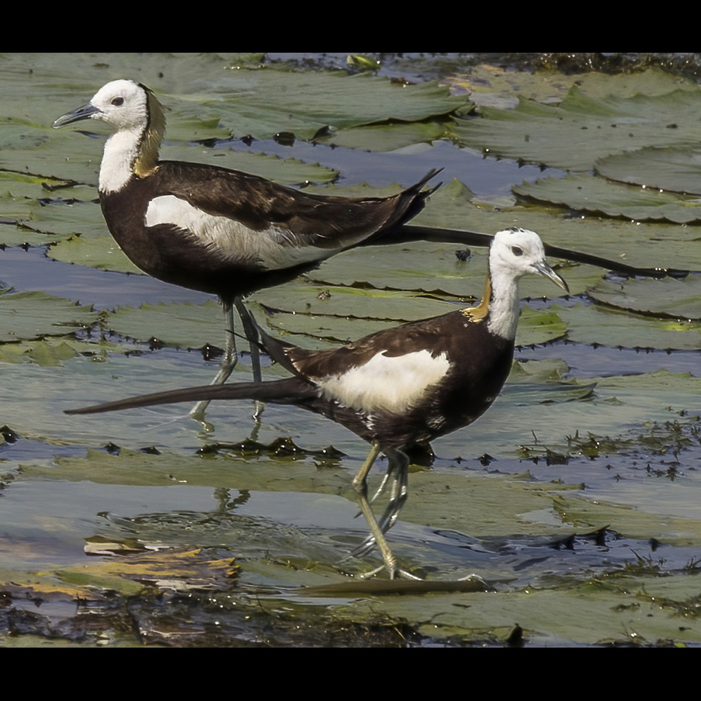 Pheasant-tailed Jacana