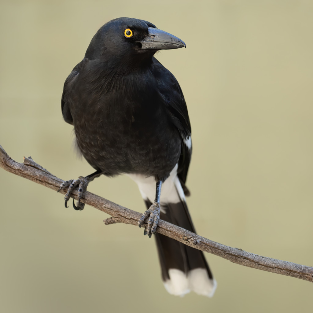 Pied Currawong