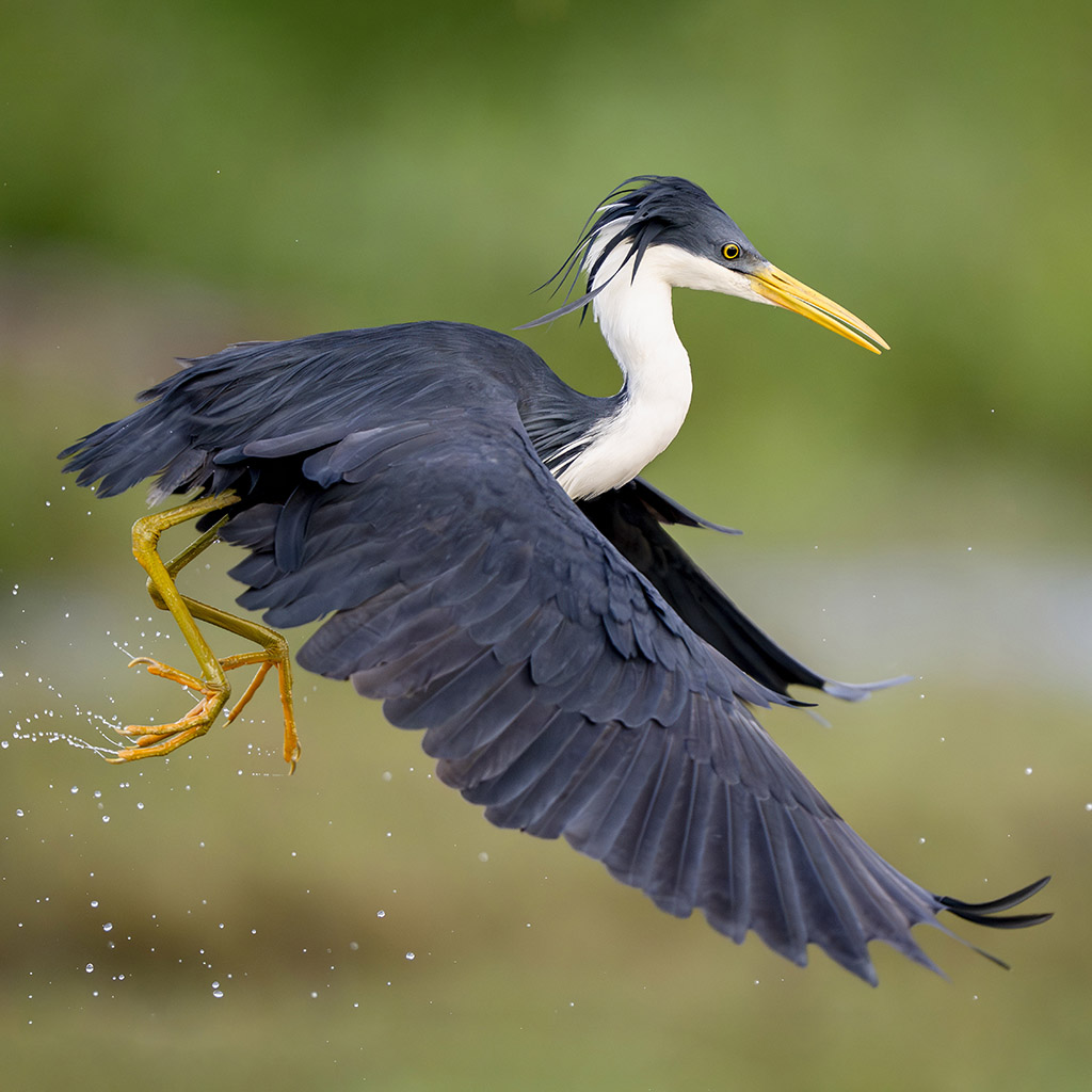 Pied heron