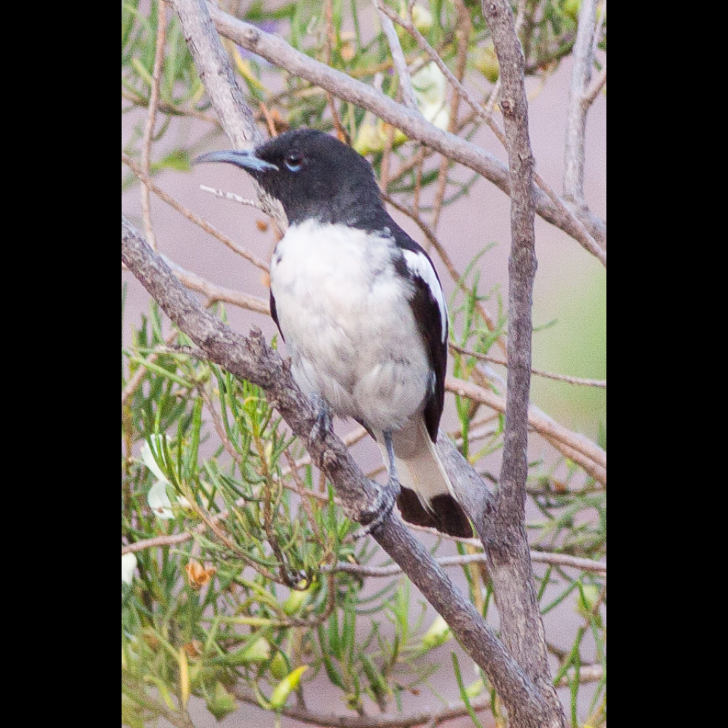Pied Honeyeater