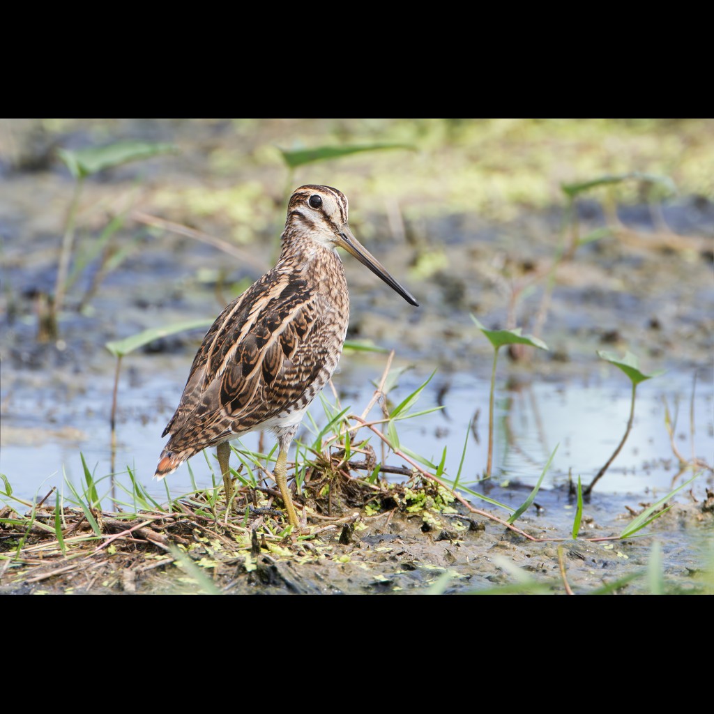 Pintail Snipe