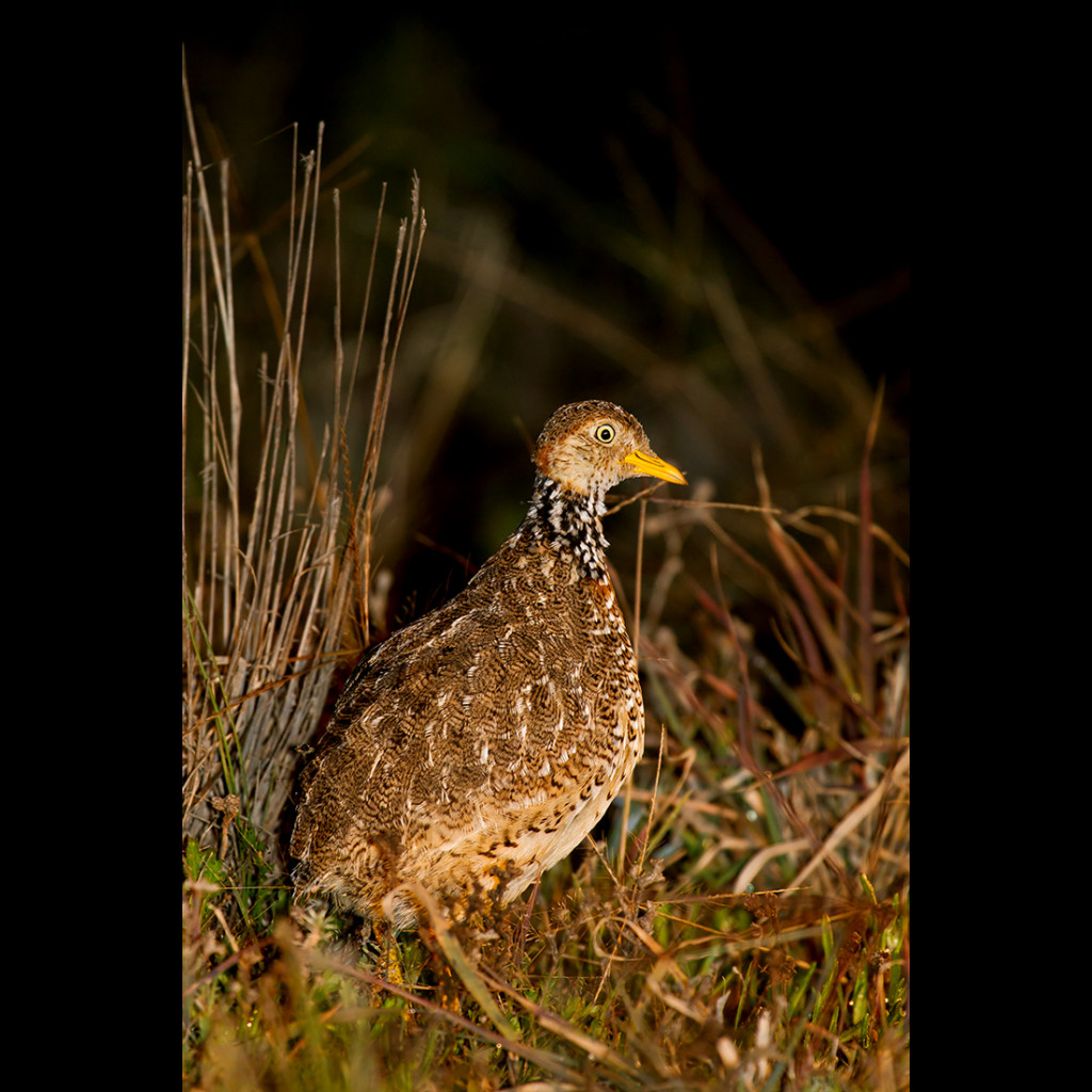 Plains-wanderer