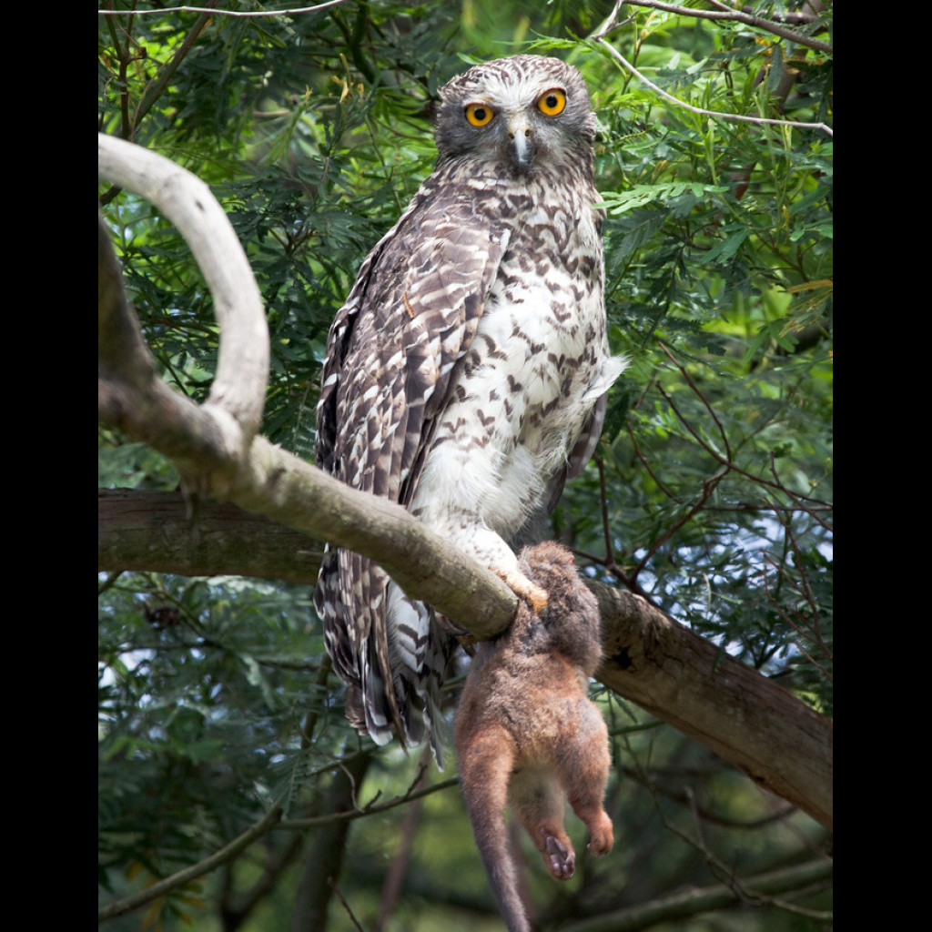 Powerful Owl