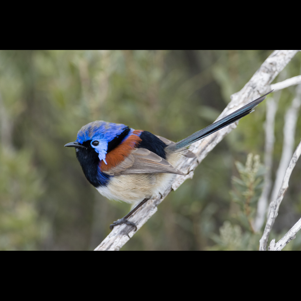 Purple-backed Fairy-wren