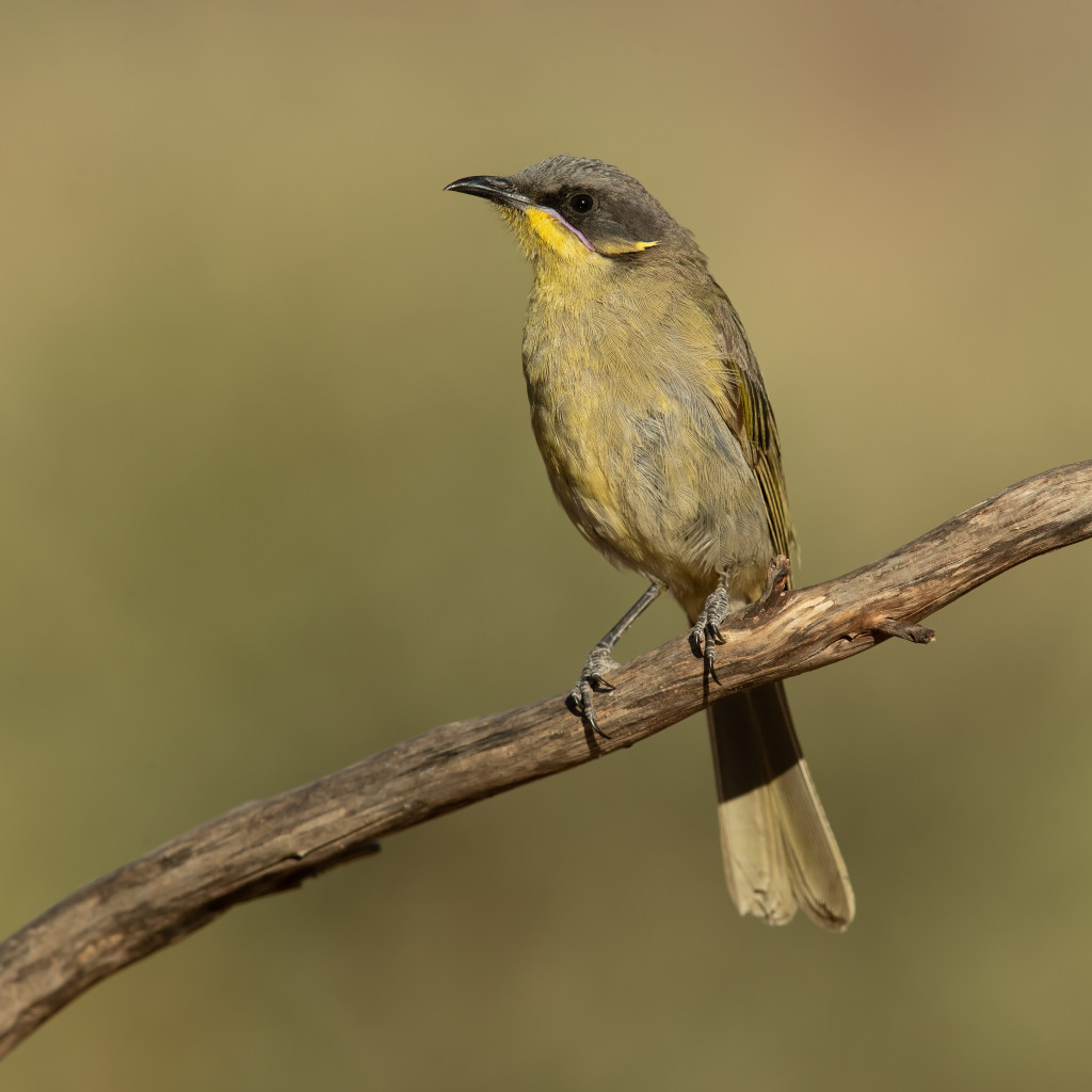 Purple-gaped Honeyeater