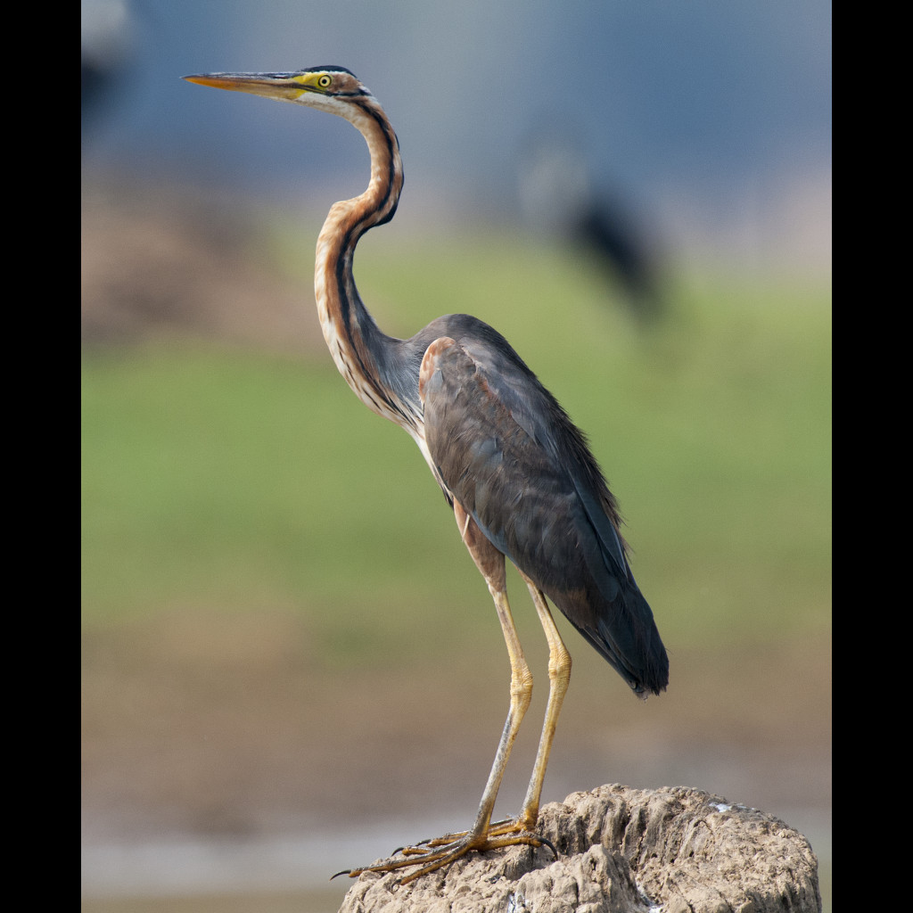 Purple Heron
