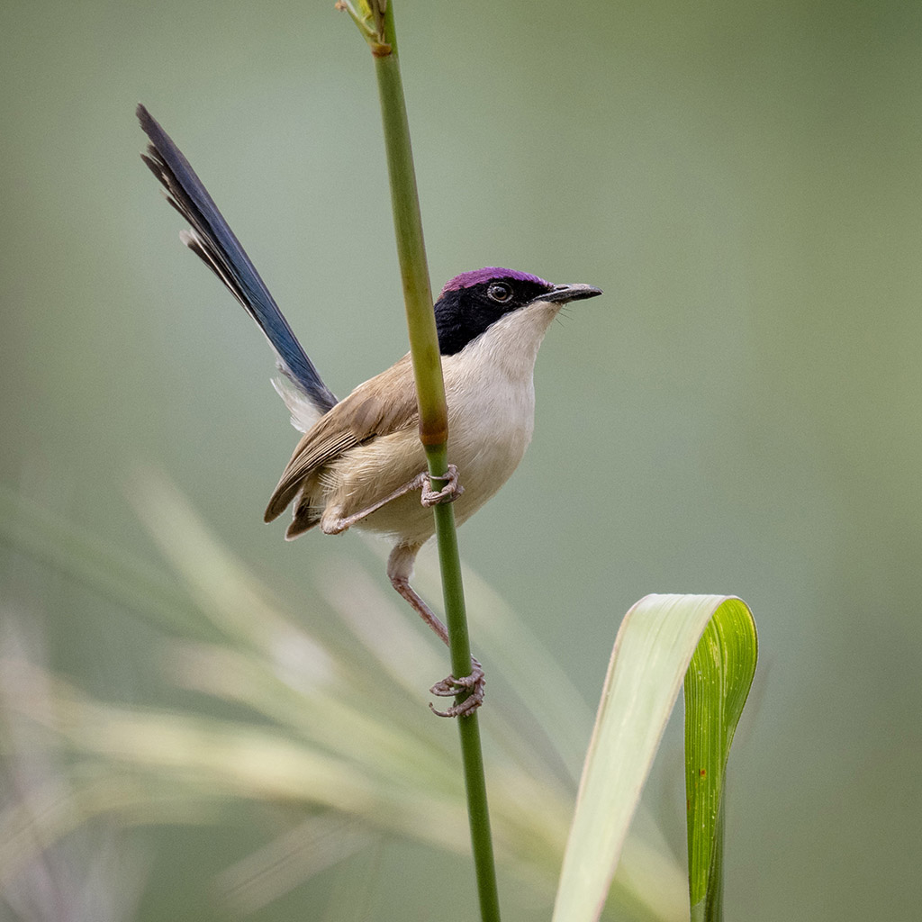Purple-crowned Fairy-wren