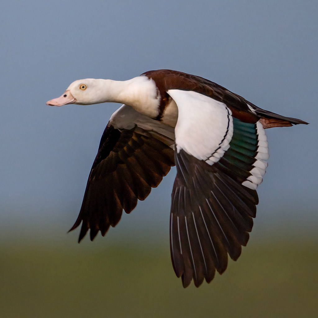 Radjah shelduck