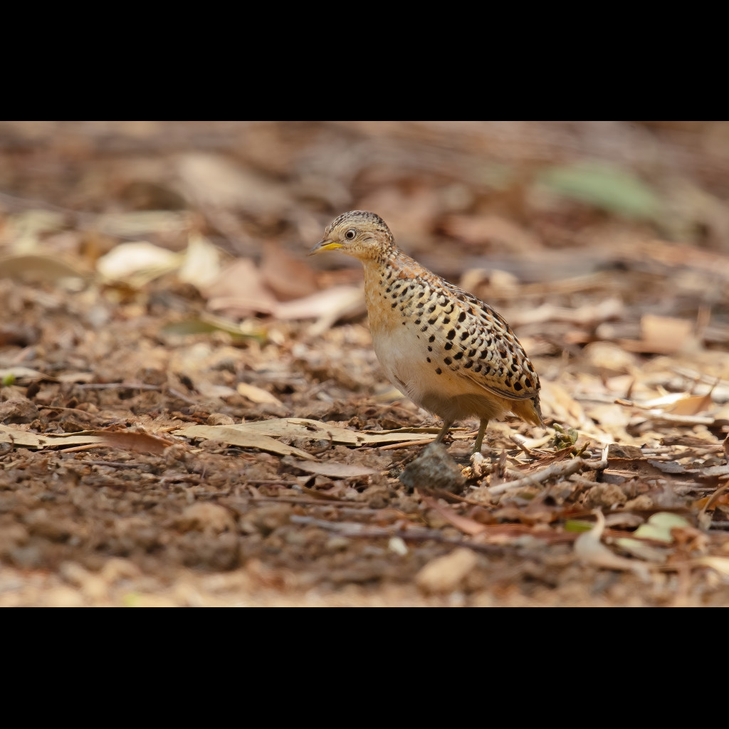 Red-backed Button-quail
