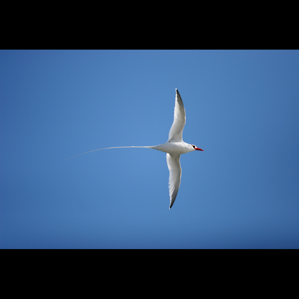Red-billed Tropicbird