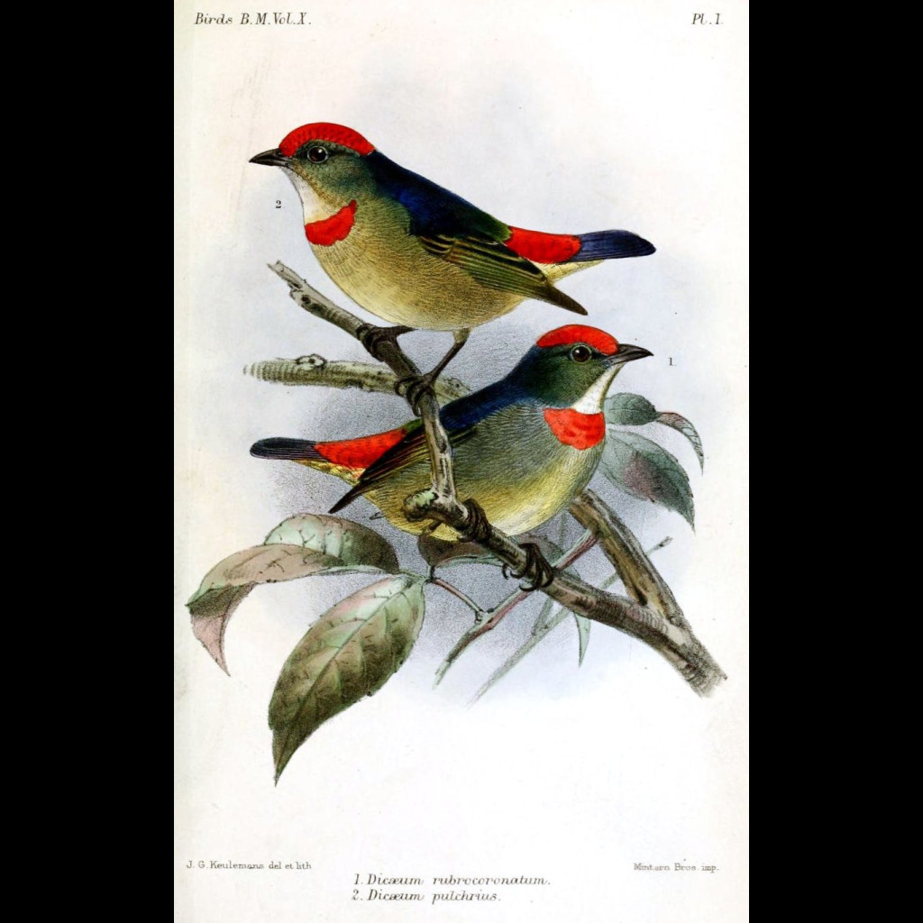 Red-capped Flowerpecker