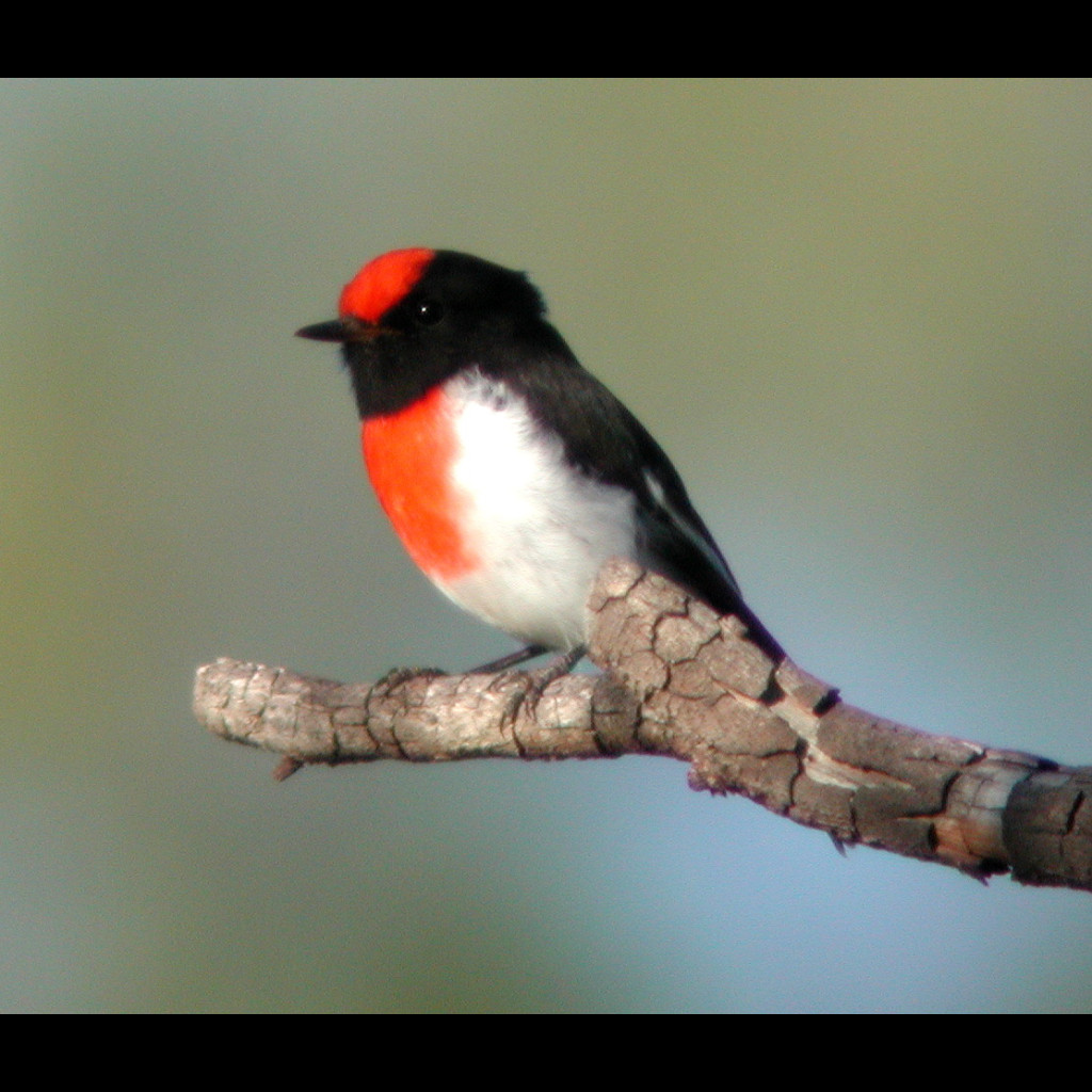 Red-capped Robin