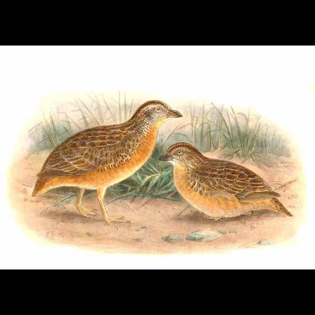 Red-chested Button-quail