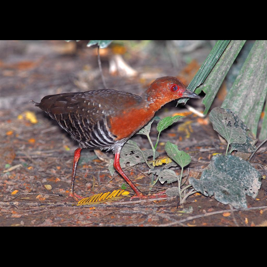Red-legged Crake
