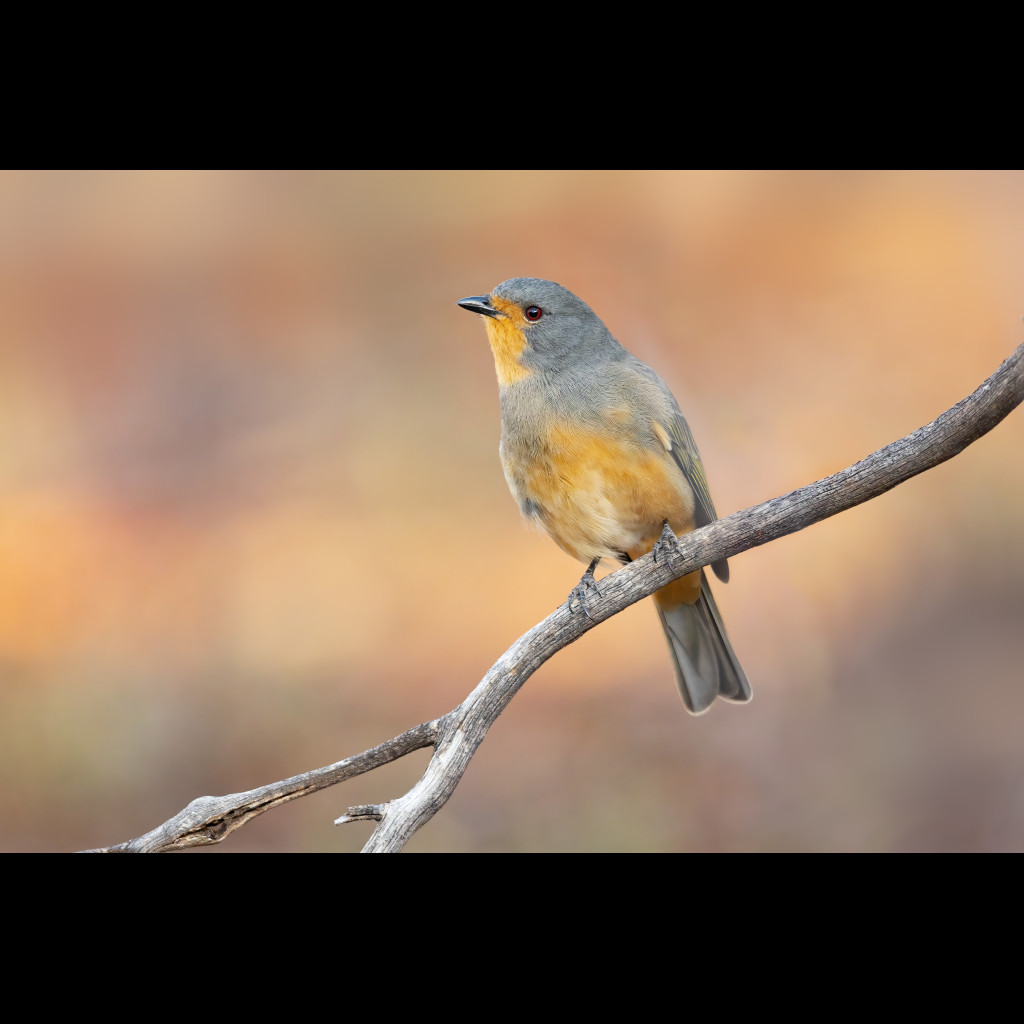 Red-lored Whistler
