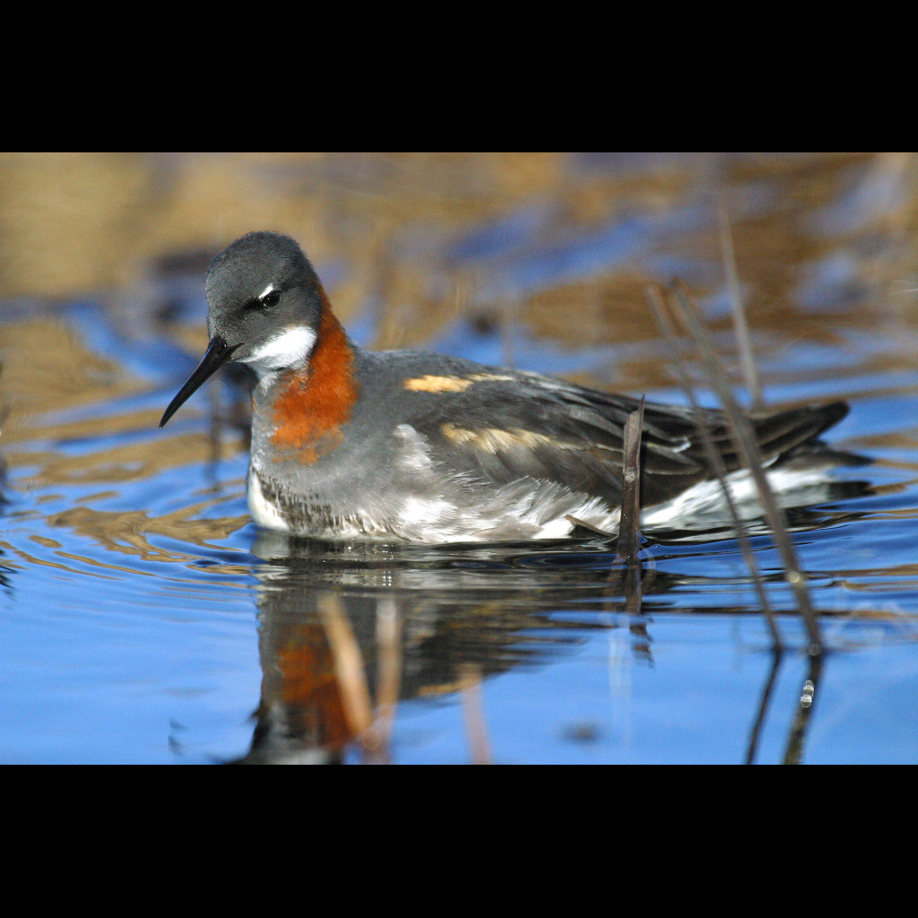 Red-necked Phalarope