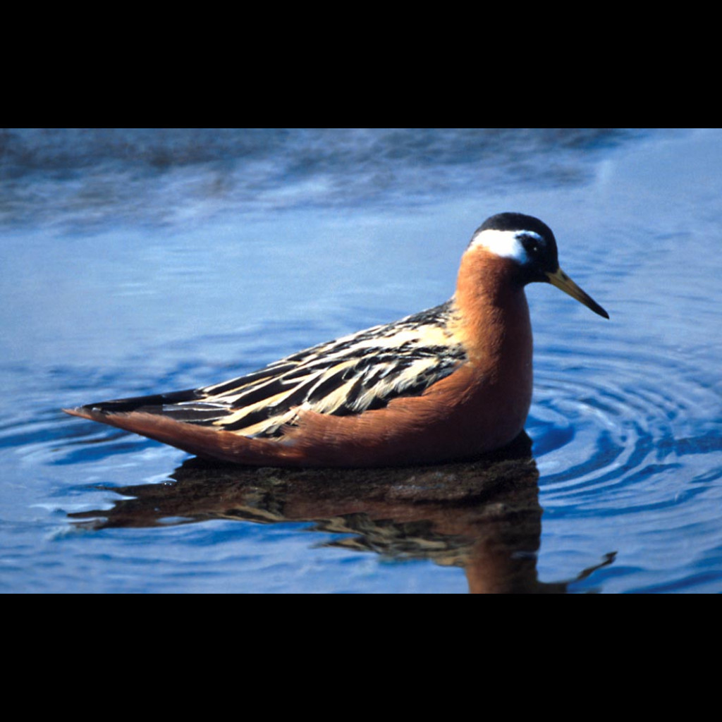 Red Phalarope