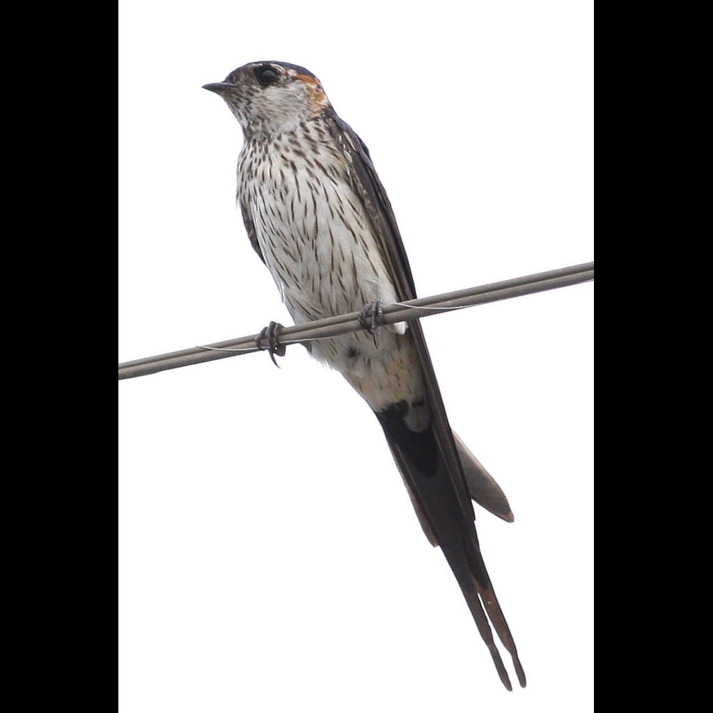 Red-rumped Swallow