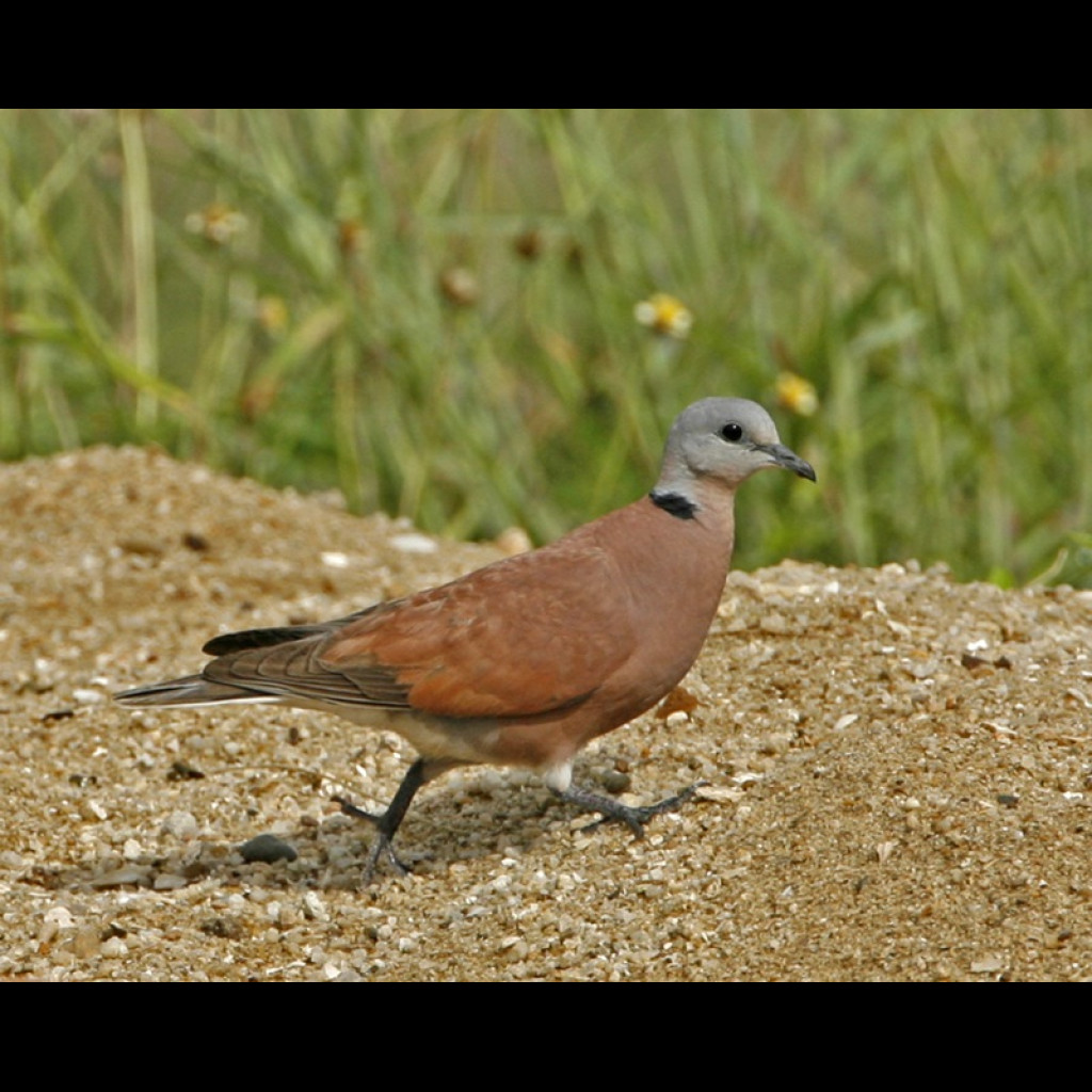 Red Turtle-Dove