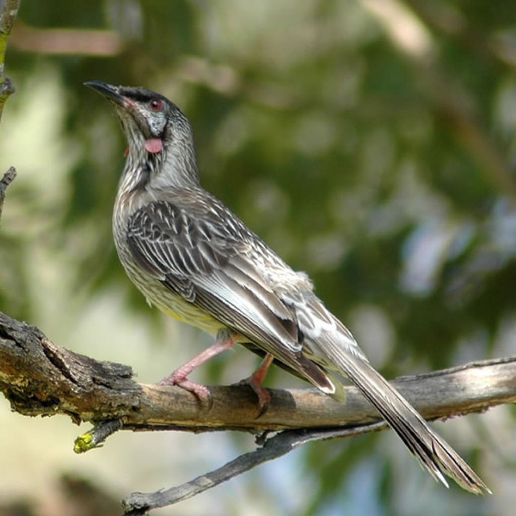 Red Wattlebird