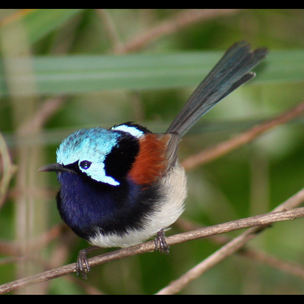 Red-winged Fairy-wren