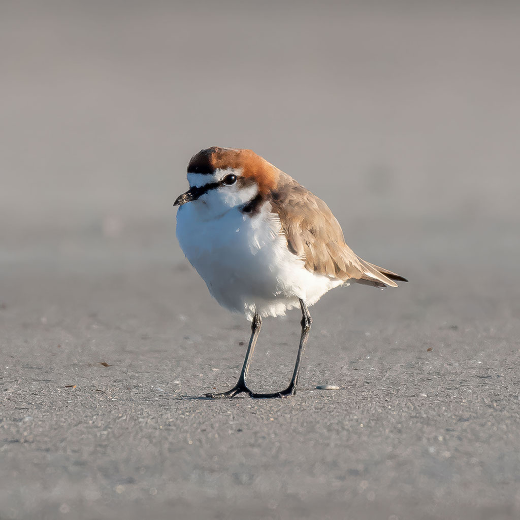 Red-capped Plover