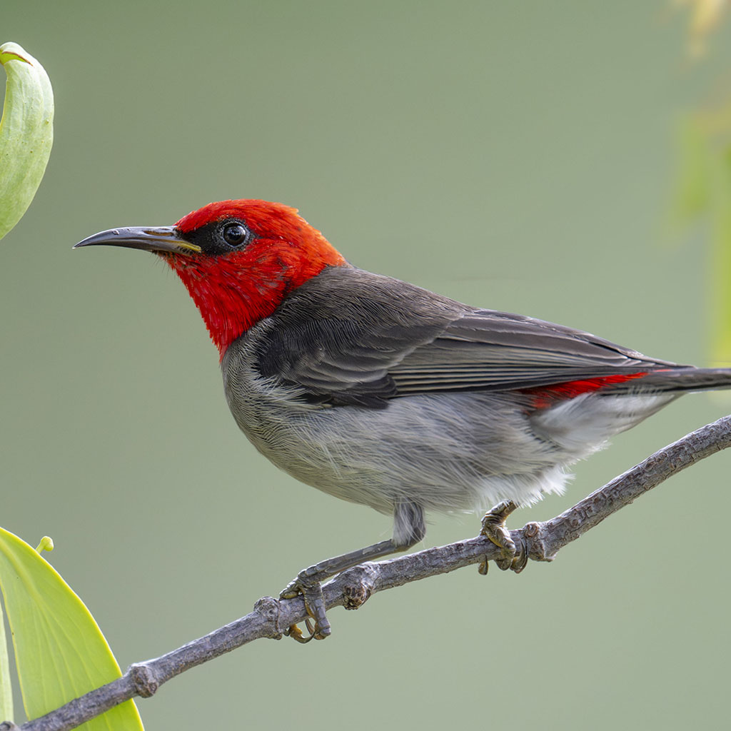Red-headed Honeyeater