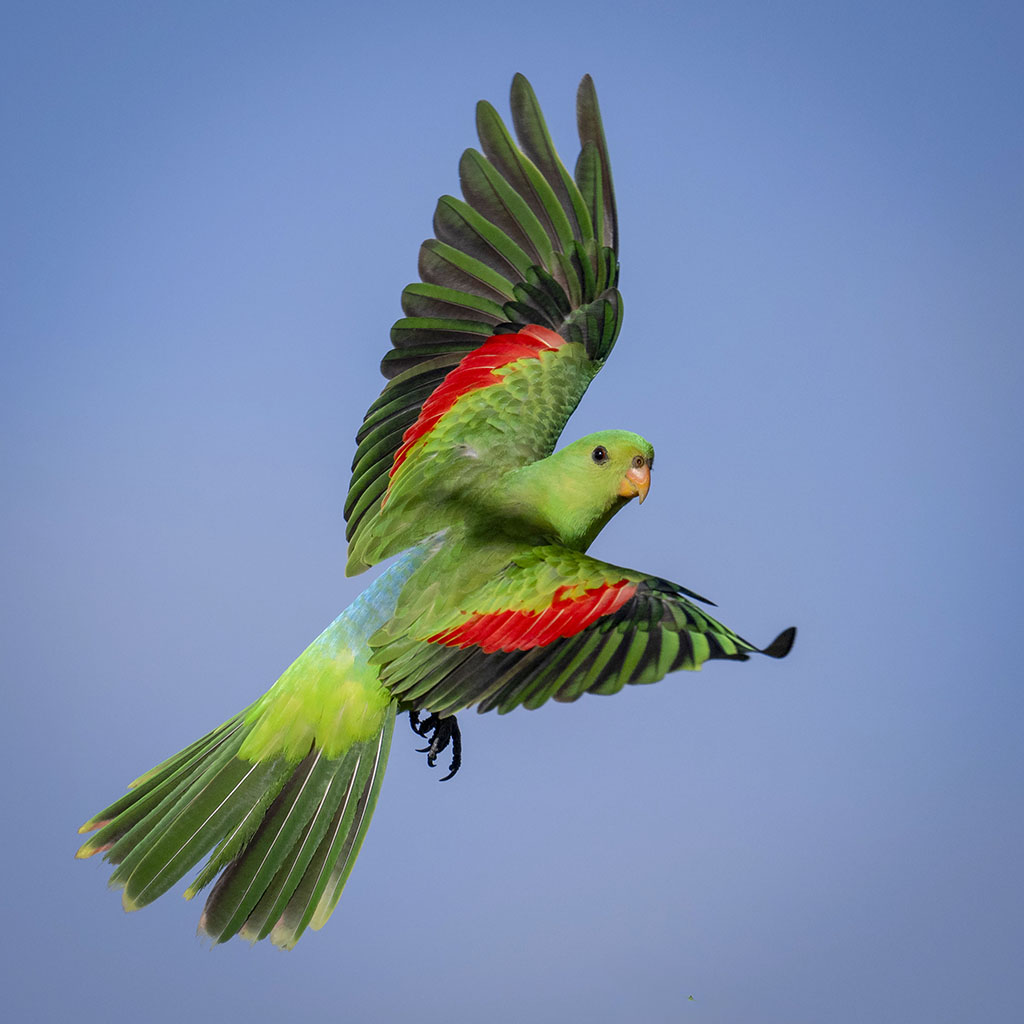 Red-winged Parrot