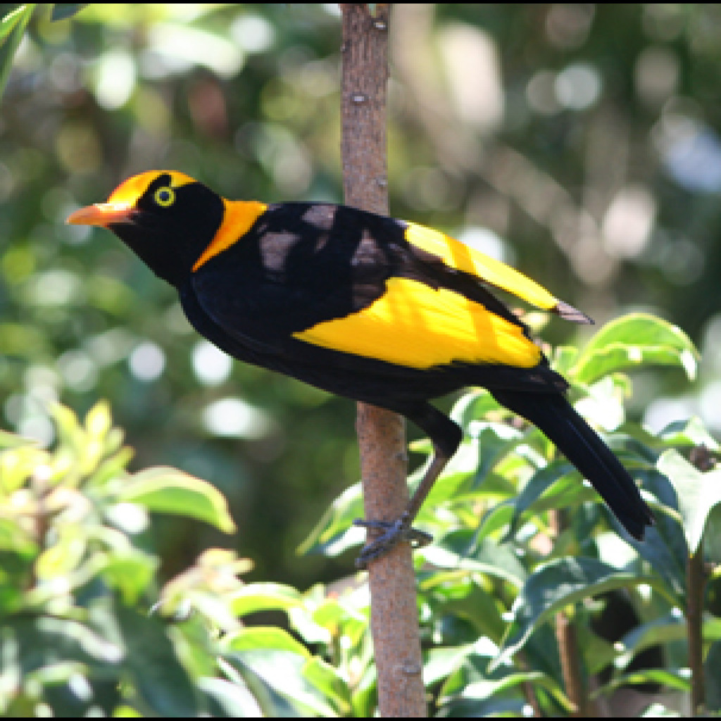 Regent Bowerbird