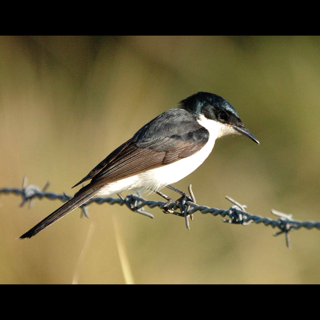 Restless Flycatcher