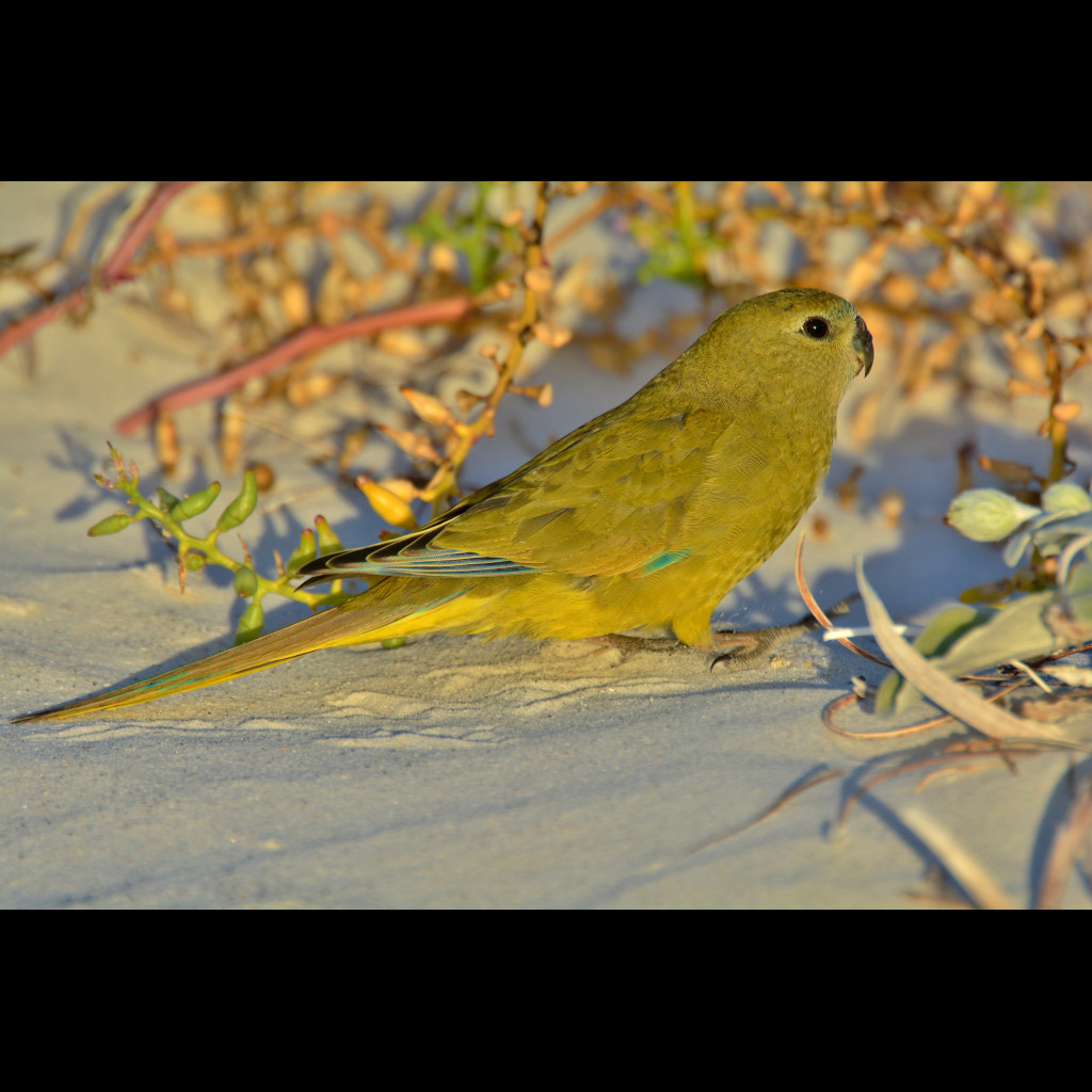 Rock Parrot