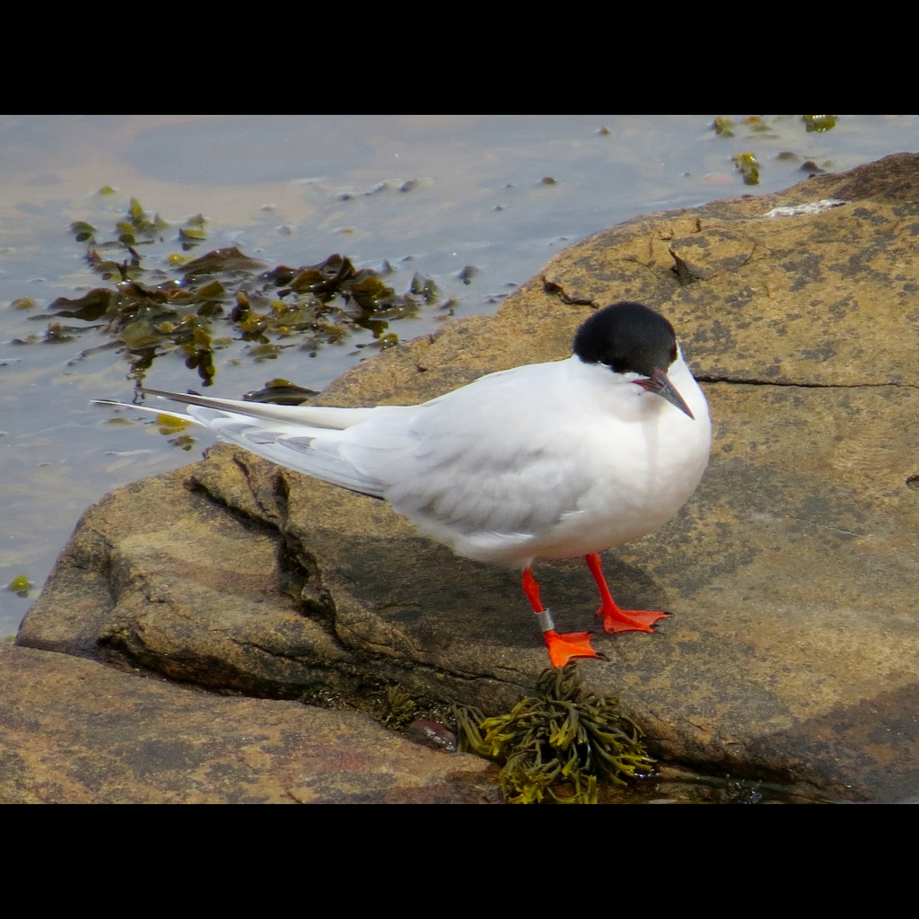 Roseate Tern
