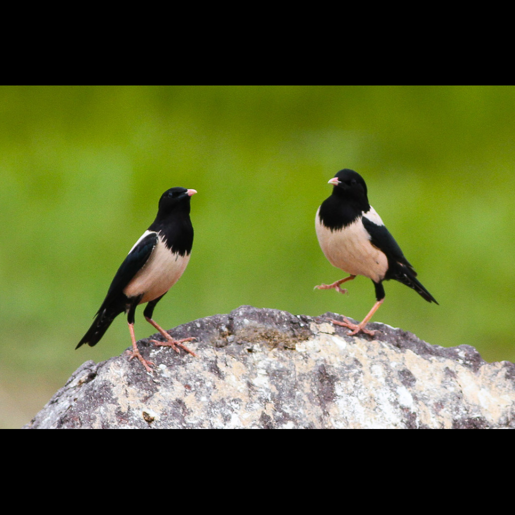 Rosy Starling