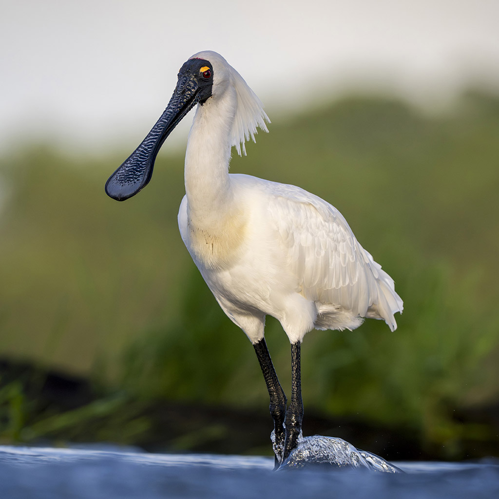 Royal Spoonbill