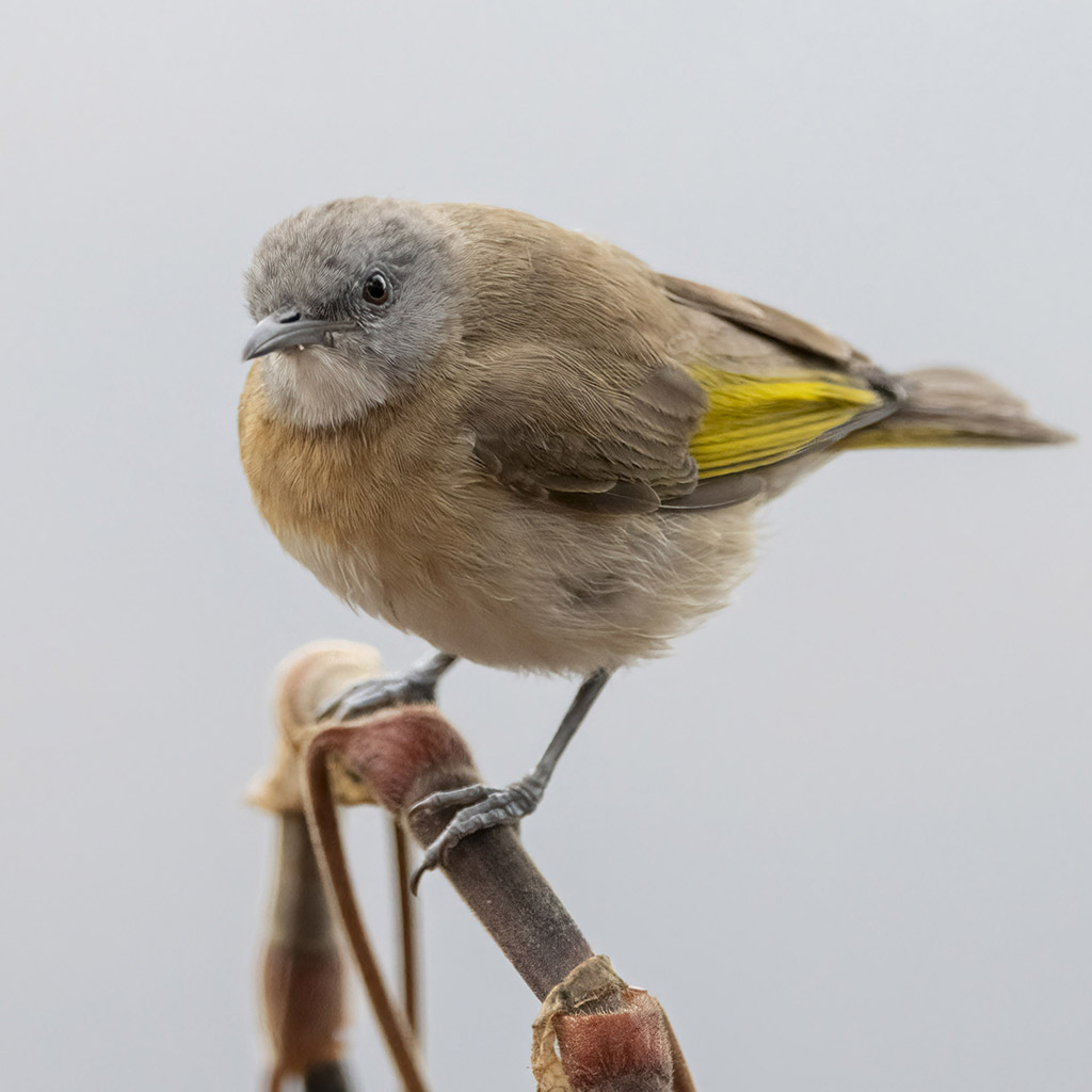 Rufous-banded Honeyeater