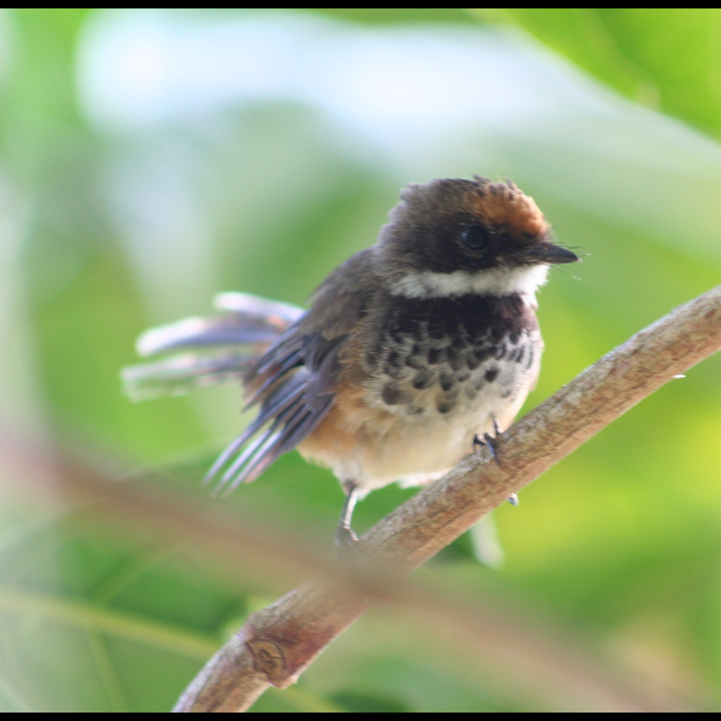 Rufous Fantail