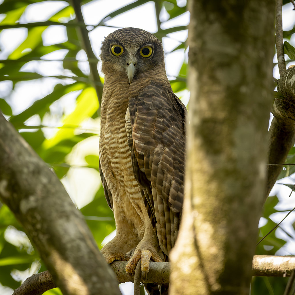 Rufous Owl