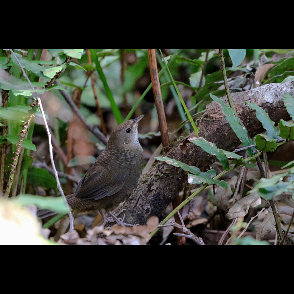 Rufous Scrub-bird