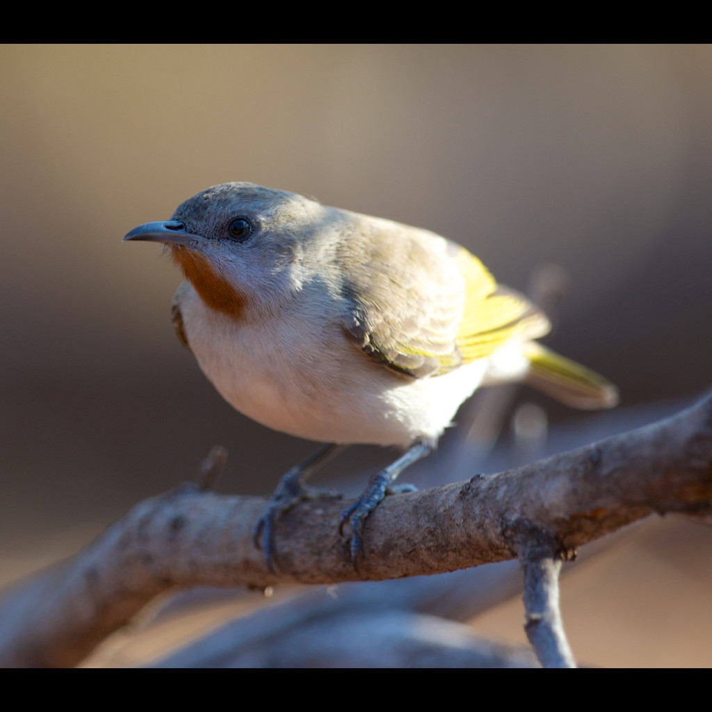 Rufous-throated Honeyeater