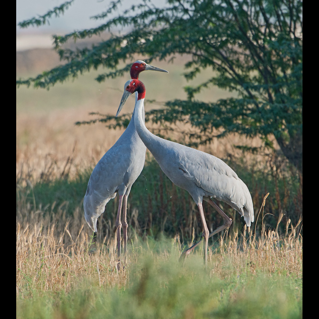 Sarus Crane