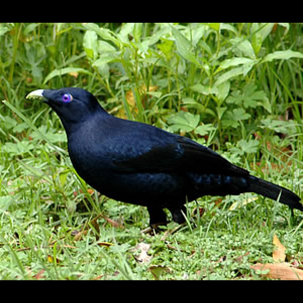 Satin Bowerbird