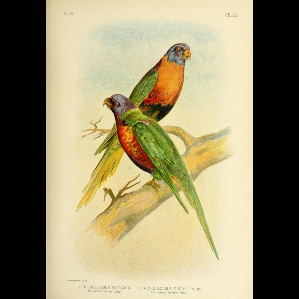 Scaly-breasted Lorikeet