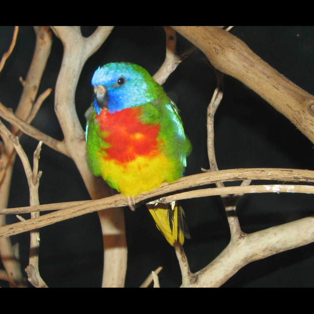 Scarlet-chested Parrot