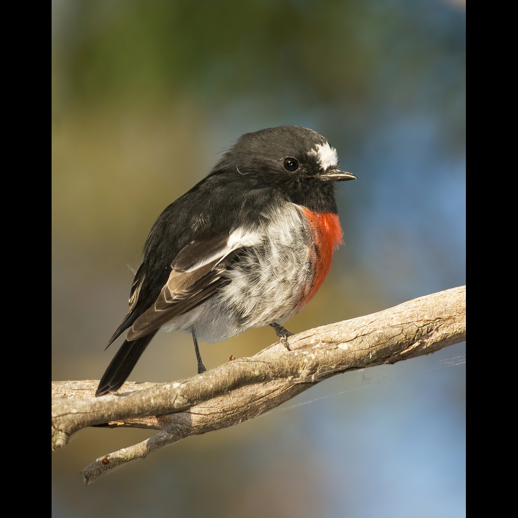 Scarlet Robin