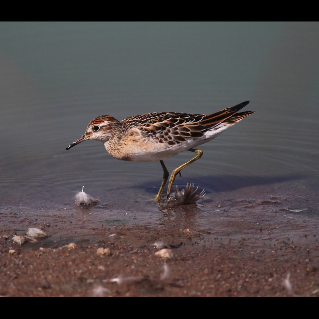 Sharp-tailed Sandpiper