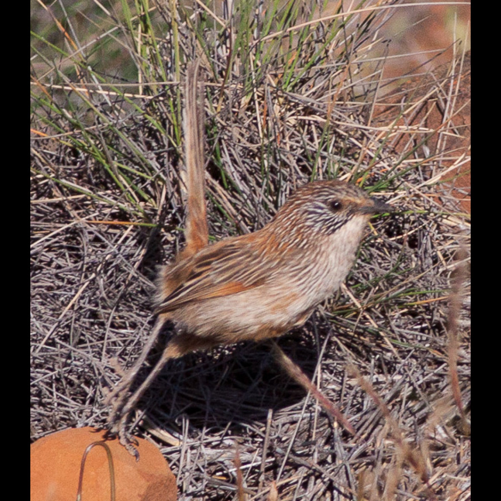 Short-tailed Grasswren